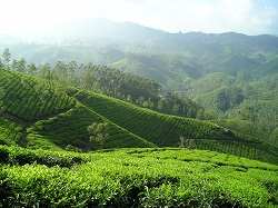 Teeeplantage-Indien